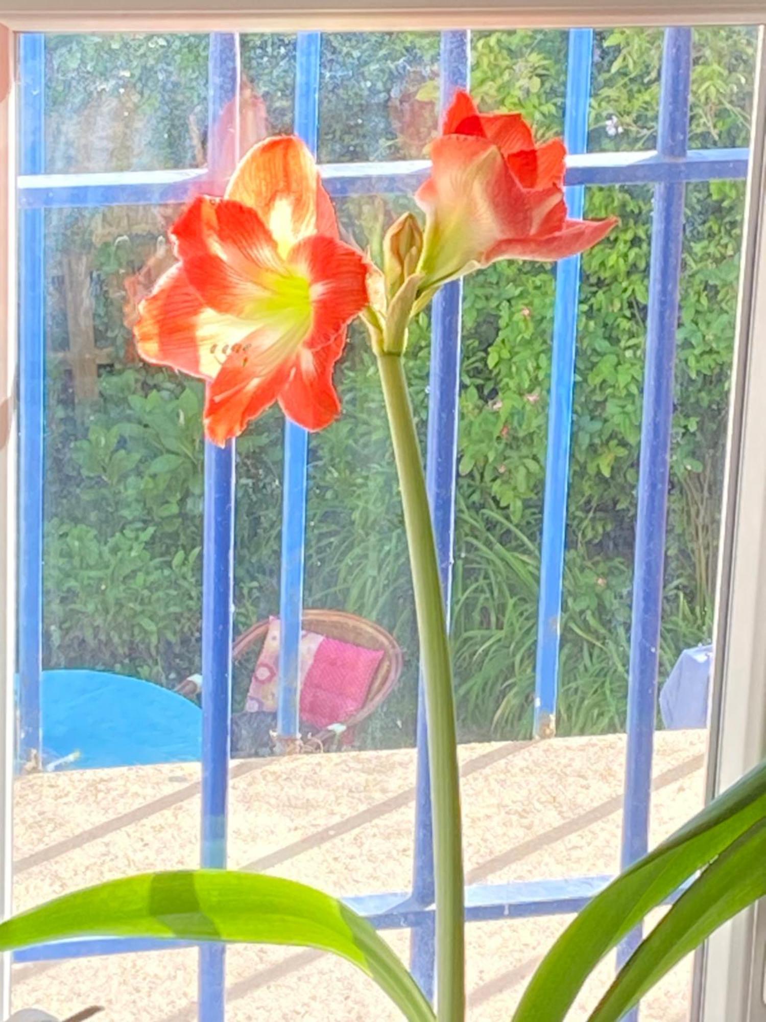 Haut De Jardin Dans Une Maison Dijon Dış mekan fotoğraf